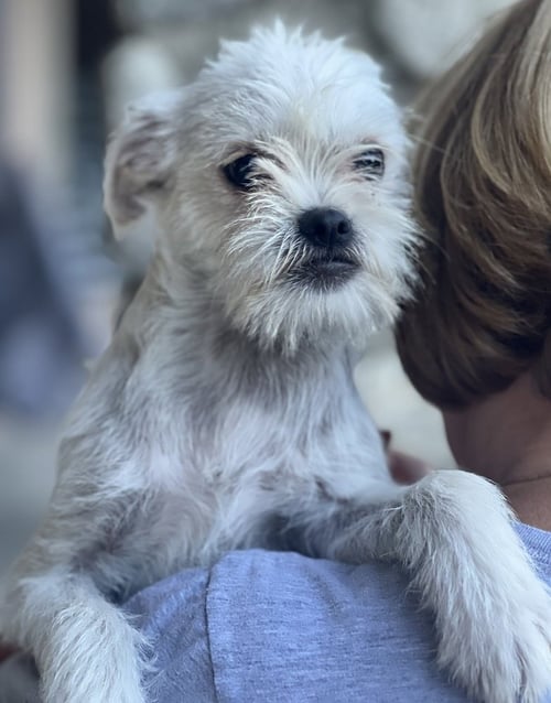 MONKEY - Terrier / Pug available for adoption