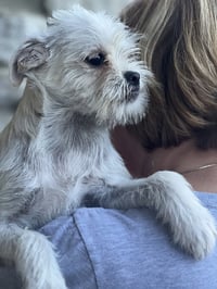 Monkey - Photo 3