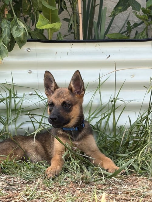 KAIA - Cattle Dog / Shepherd available for adoption