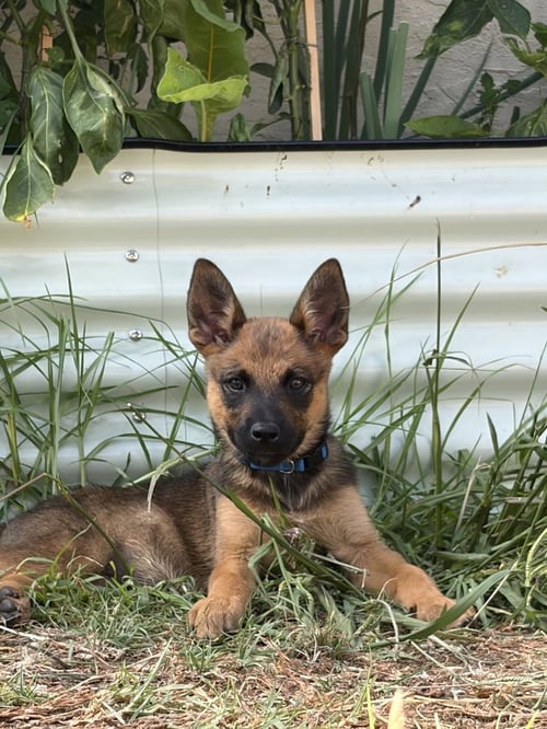 KAIA - Cattle Dog / Shepherd available for adoption
