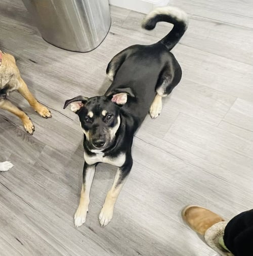 TYTAN - Labrador Retriever / Husky available for adoption