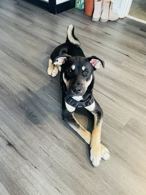 TYTAN - Labrador Retriever / Husky available for adoption