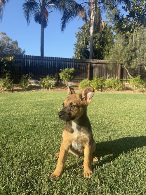 KEENAN - Australian Cattle Dog/Blue Heeler / German Shepherd Dog available for adoption