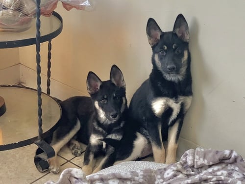 JEMMA - Husky / German Shepherd Dog available for adoption