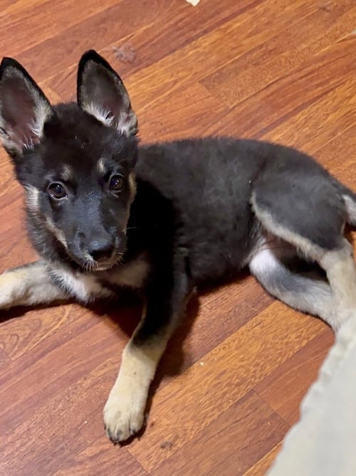 JEMMA - Husky / German Shepherd Dog available for adoption