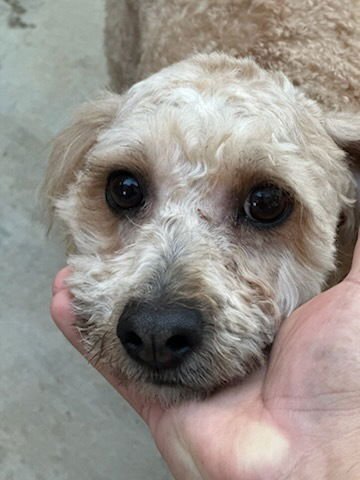 BUTTERS - Poodle (Miniature) available for adoption