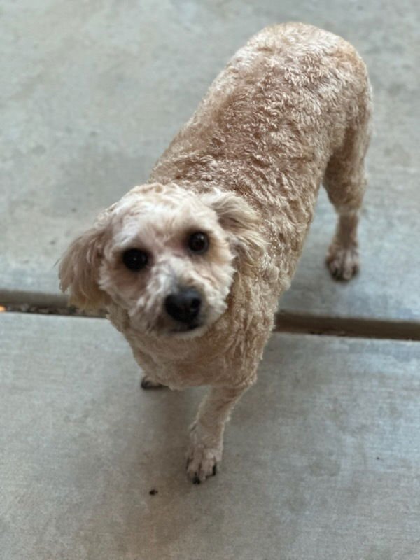 BUTTERS - Poodle (Miniature) available for adoption