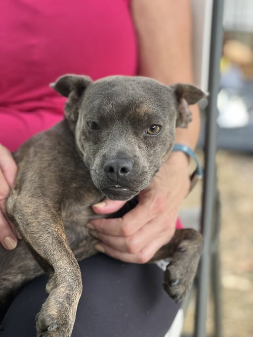 SCOTTIE - Bulldog / Chihuahua available for adoption