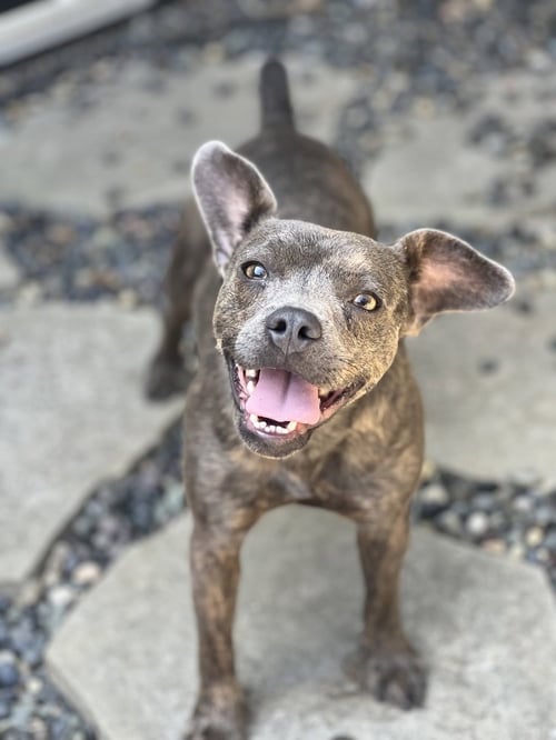 SCOTTIE - Bulldog / Chihuahua available for adoption