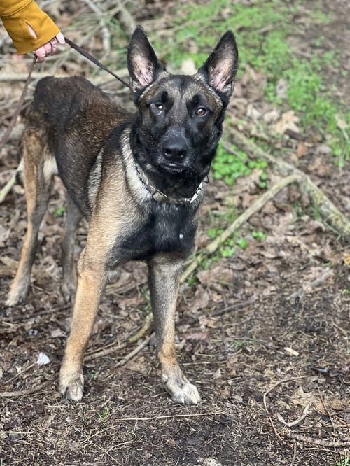 MATEO - Belgian Shepherd Malinois available for adoption
