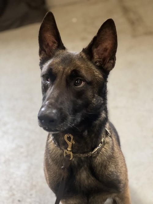 MATEO - Belgian Shepherd Malinois available for adoption