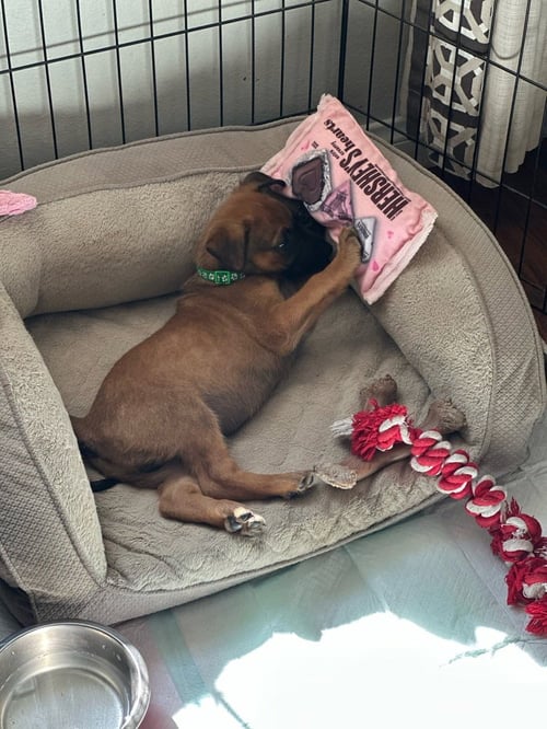 SCOOBY - Shepherd available for adoption