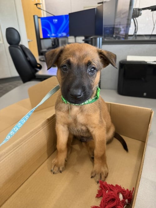 SCOOBY - Shepherd available for adoption