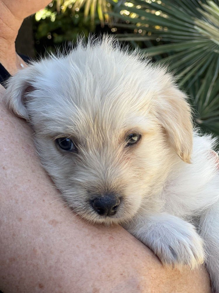 DAISY - Havanese / Lhasa Apso available for adoption