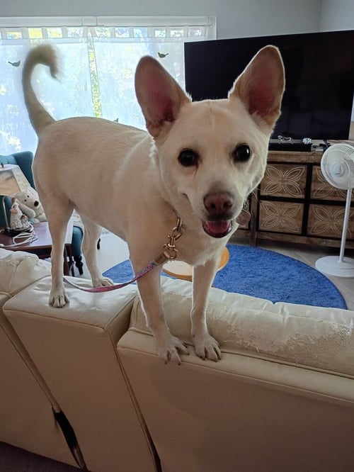 OOYOO - Canaan Dog available for adoption