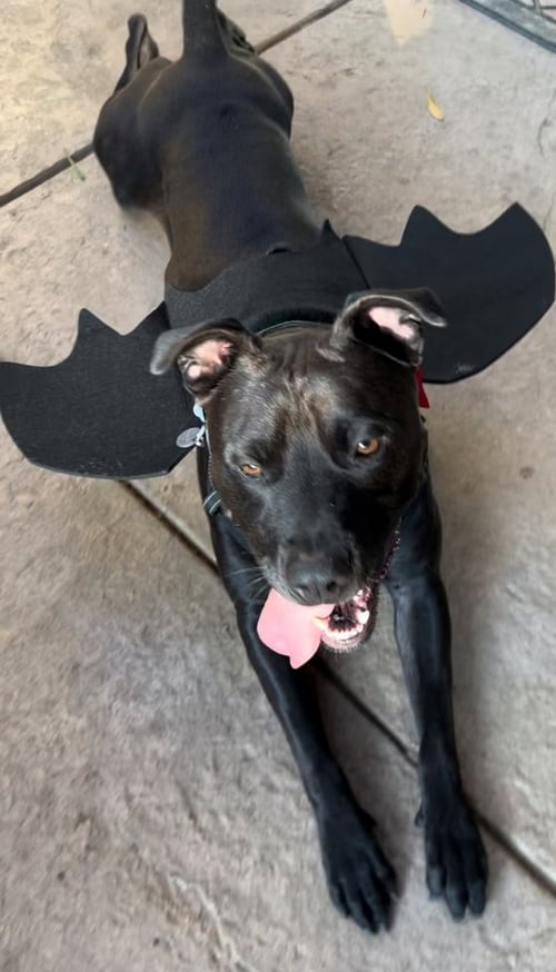 LOKI - Labrador Retriever / American Pit Bull Terrier available for adoption
