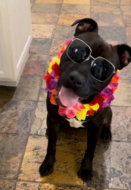LOKI - Labrador Retriever / American Pit Bull Terrier available for adoption