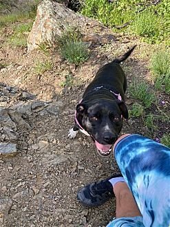 DAISY GIRL - Labrador Retriever available for adoption