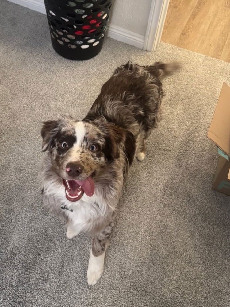 CRICKET - Australian Shepherd available for adoption