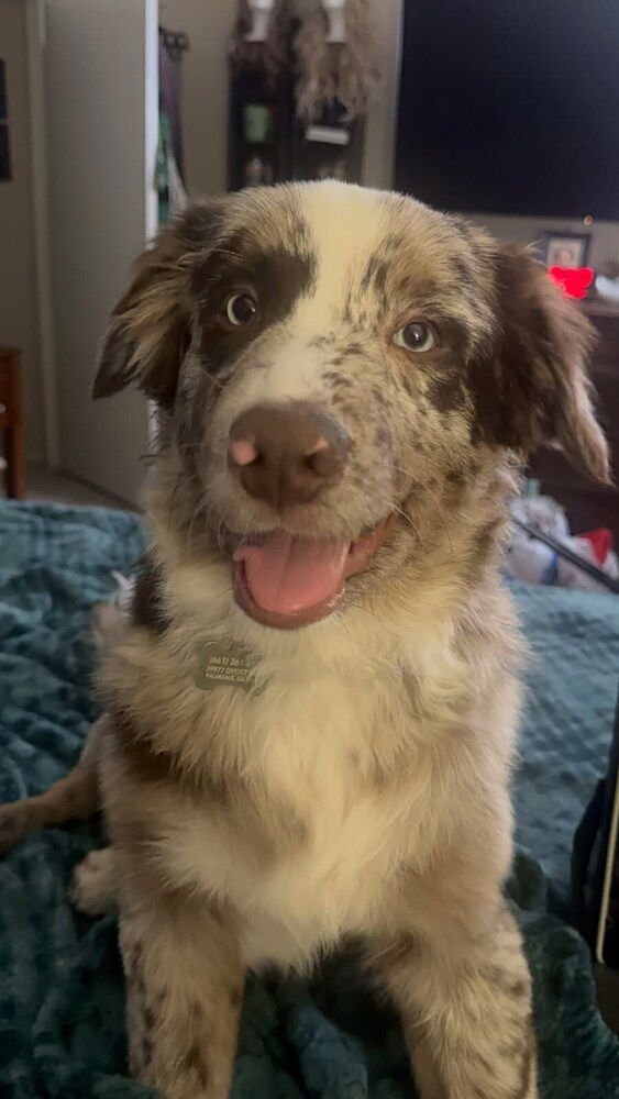 CRICKET - Australian Shepherd available for adoption