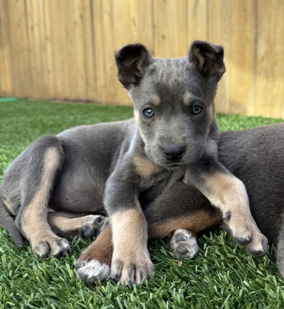 RILEY - Shepherd / Australian Cattle Dog/Blue Heeler available for adoption