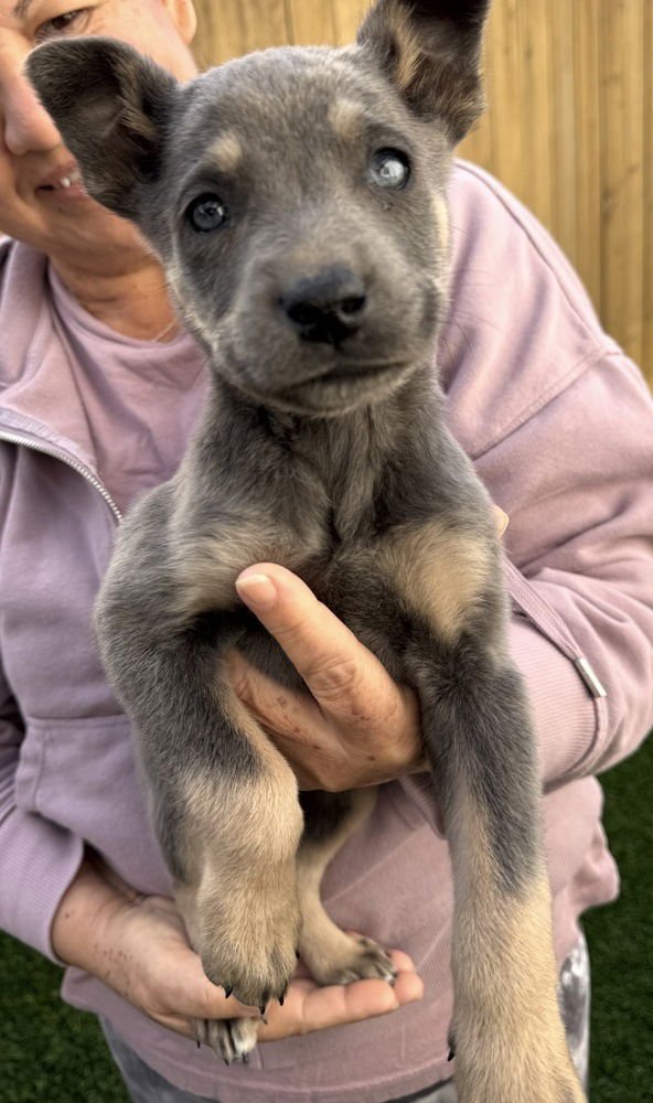 RILEY - Shepherd / Australian Cattle Dog/Blue Heeler available for adoption