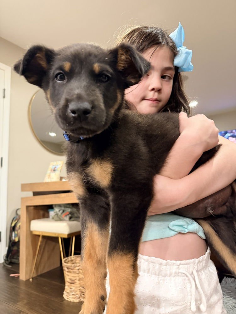 DENVER - Shepherd / Australian Cattle Dog/Blue Heeler available for adoption