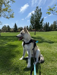 Rocket formerly Ranger - Photo 3