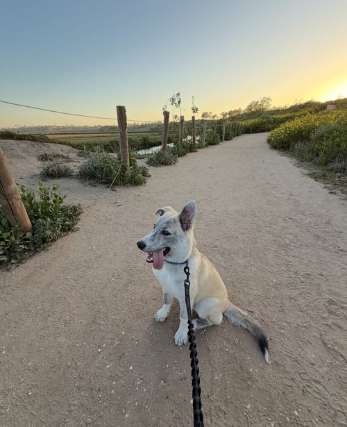 ROCKET FORMERLY RANGER - Husky available for adoption