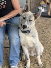 Rocket formerly Ranger - Photo 1