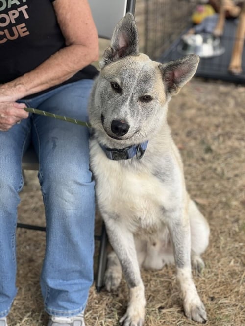 ROCKET FORMERLY RANGER - Husky available for adoption