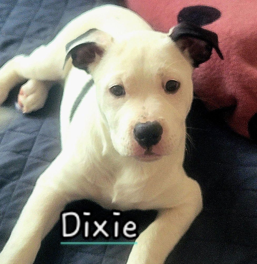 DIXIE - Labrador Retriever / American Staffordshire Terrier available for adoption