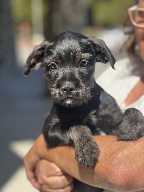 BARNABY - Labrador Retriever / Terrier available for adoption