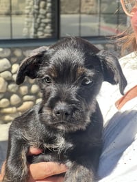 Barnaby - Photo 2