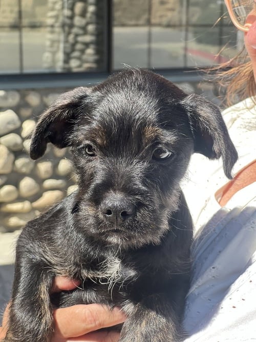 BARNABY - Labrador Retriever / Terrier available for adoption