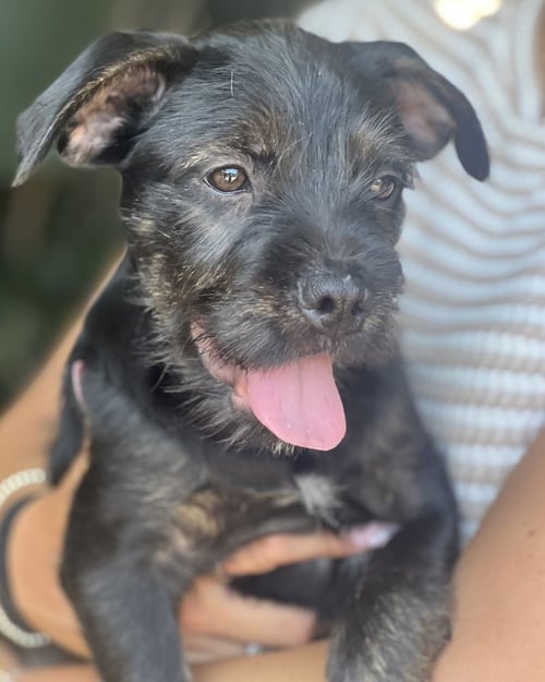 BARNABY - Labrador Retriever / Terrier available for adoption