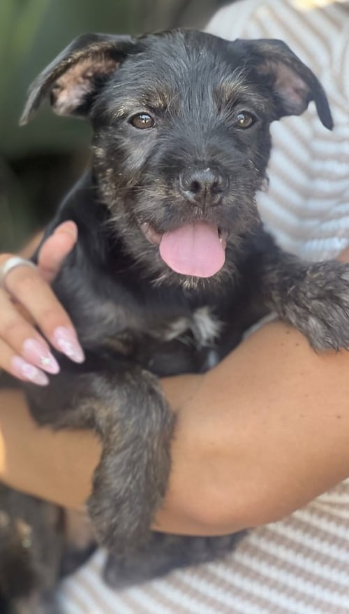BARNABY - Labrador Retriever / Terrier available for adoption