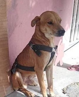 GRUMPY - Retriever / Labrador Retriever available for adoption