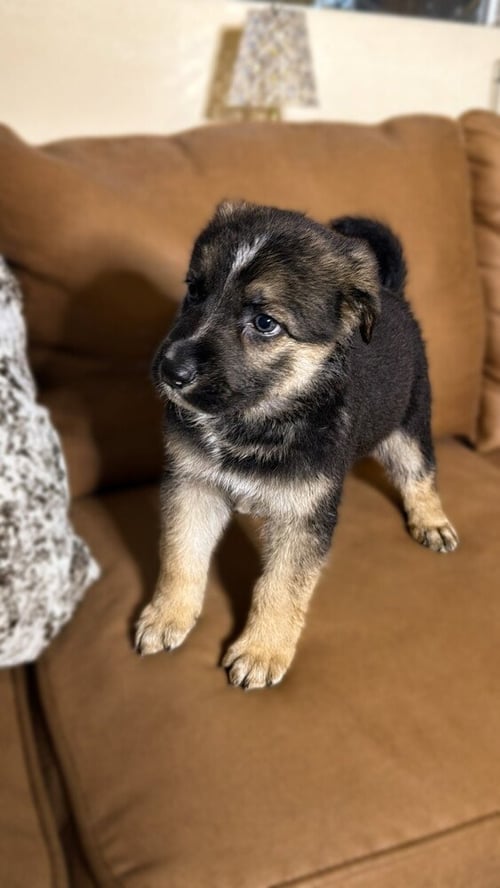 MILEY - German Shepherd Dog available for adoption