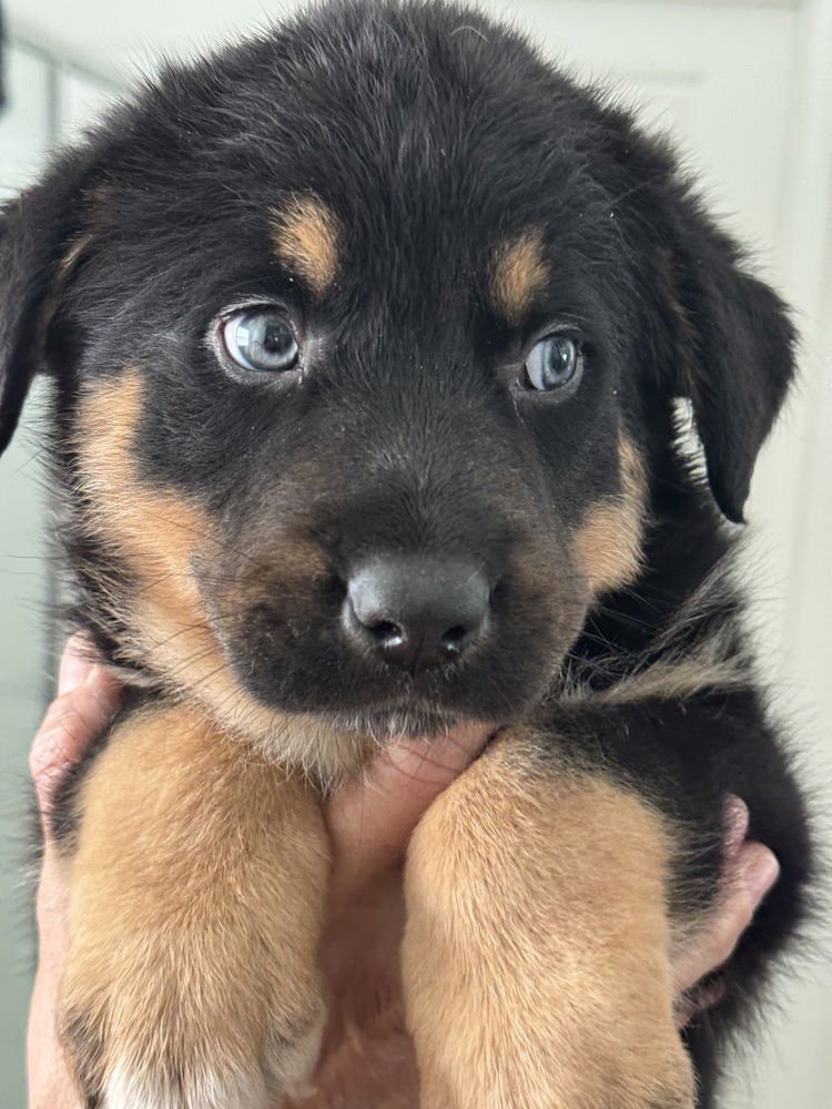 RANGER - German Shepherd Dog / Australian Shepherd available for adoption