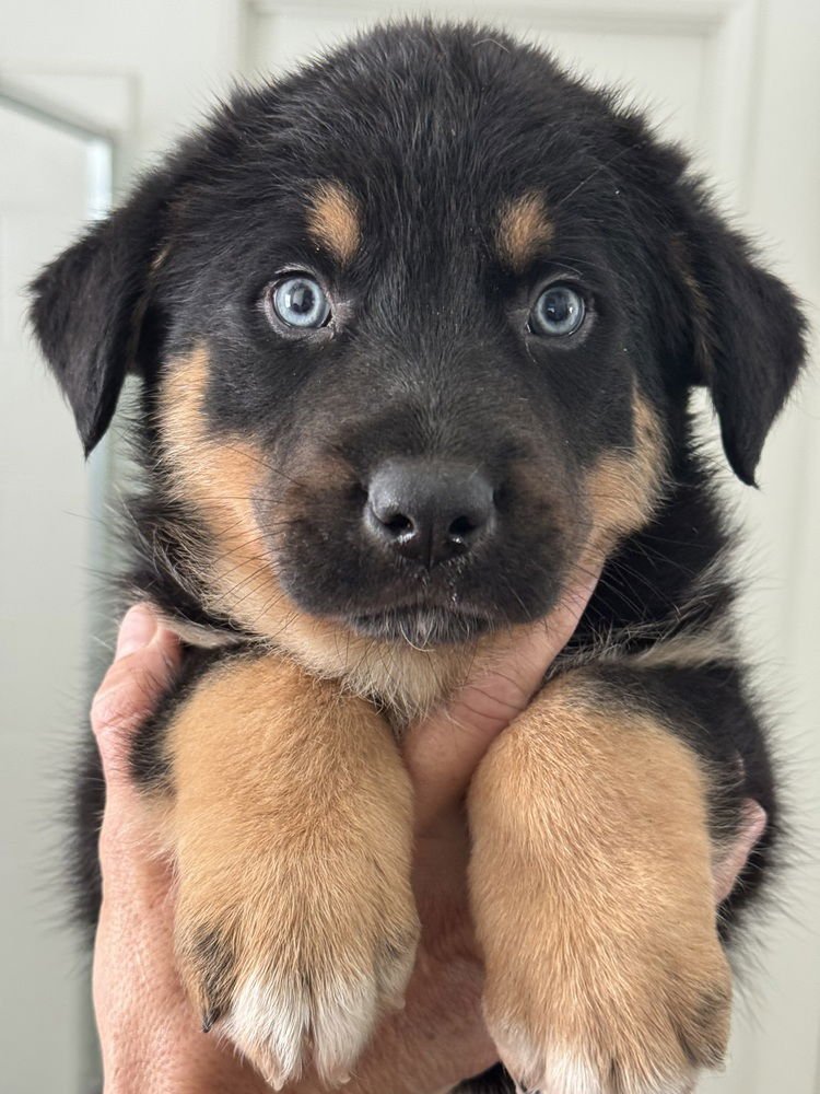 RANGER - German Shepherd Dog / Australian Shepherd available for adoption