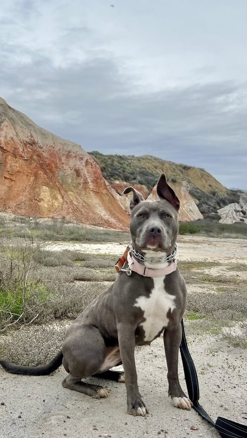 ROXY - French Bulldog / American Staffordshire Terrier available for adoption
