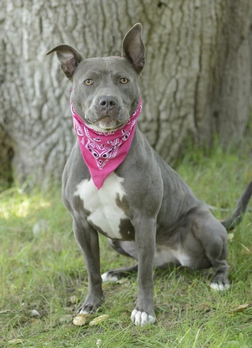 ROXY - French Bulldog / American Staffordshire Terrier available for adoption