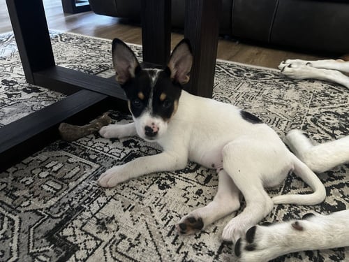 KATO - Cattle Dog / German Shepherd Dog available for adoption