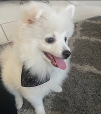Milo - Photo 1