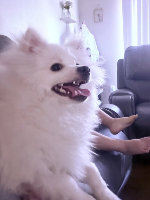 MILO - Pomeranian available for adoption