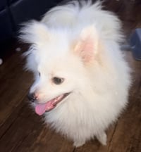 Milo - Photo 4