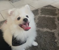 Milo - Photo 3