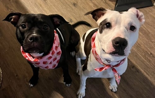 STELLA - American Pit Bull Terrier available for adoption