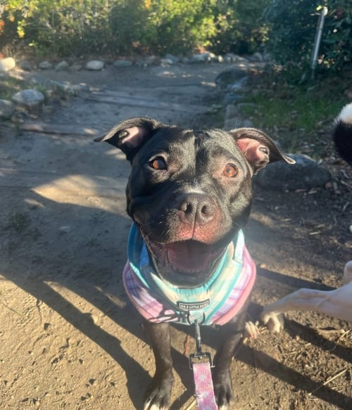 STELLA - American Pit Bull Terrier available for adoption